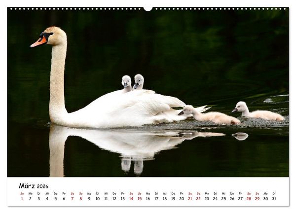 Produktbild: Tierkinder in freier Wildbahn (Wandkalender 2026 DIN A2 quer), CALVENDO Monatskalender