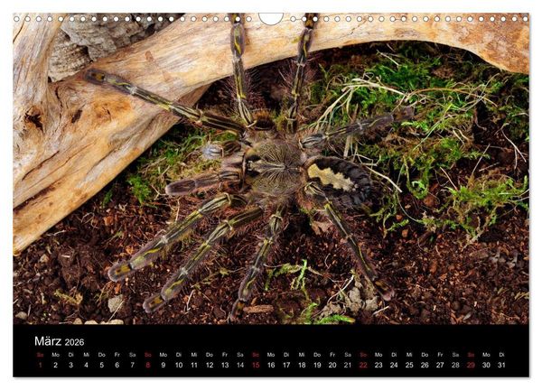 Produktbild: Vogelspinnen - Tarantulas (Wandkalender 2026 DIN A3 quer), CALVENDO Monatskalender