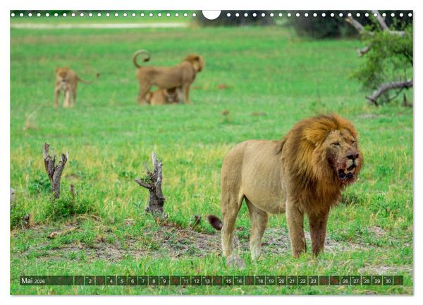 Produktbild: Katzen im Busch (Wandkalender 2026 DIN A3 quer), CALVENDO Monatskalender