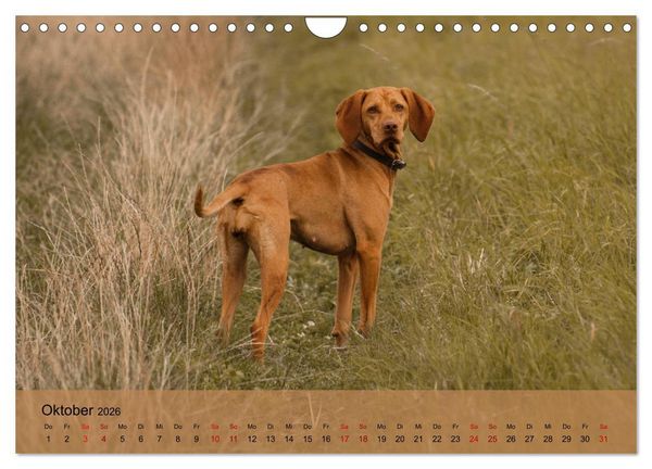 Produktbild: Magyar Vizsla - Ungarischer Vorstehhund (Wandkalender 2026 DIN A4 quer), CALVENDO Monatskalender