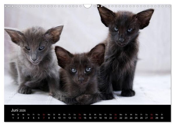 Produktbild: Orientalische Katzen (Wandkalender 2026 DIN A3 quer), CALVENDO Monatskalender