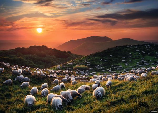 Produktbild: Sheep and Volcanoes Puzzle