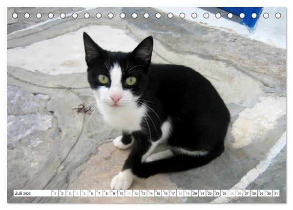 Produktbild: Katzen der Kykladen (Tischkalender 2026 DIN A5 quer), CALVENDO Monatskalender