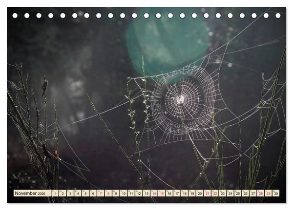 Produktbild: Spinnennetze - Wunder der Natur (Tischkalender 2026 DIN A5 quer), CALVENDO Monatskalender