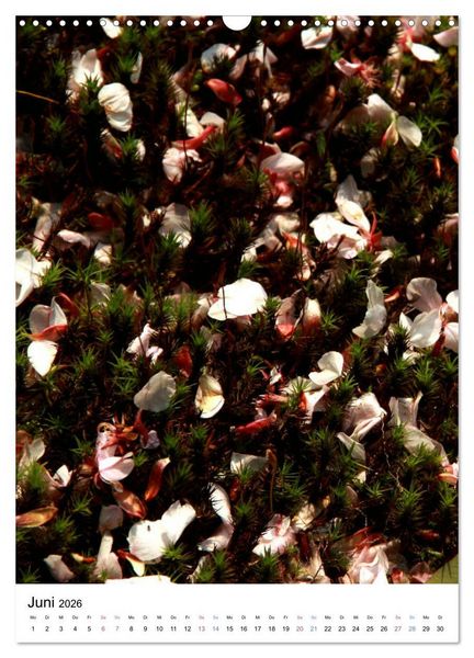 Produktbild: Japan - Kirschbl&uuml;ten (Wandkalender 2026 DIN A3 hoch), CALVENDO Monatskalender