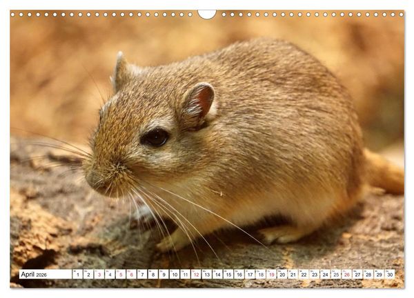 Produktbild: Niedliche Rennm&auml;use (Wandkalender 2026 DIN A3 quer), CALVENDO Monatskalender