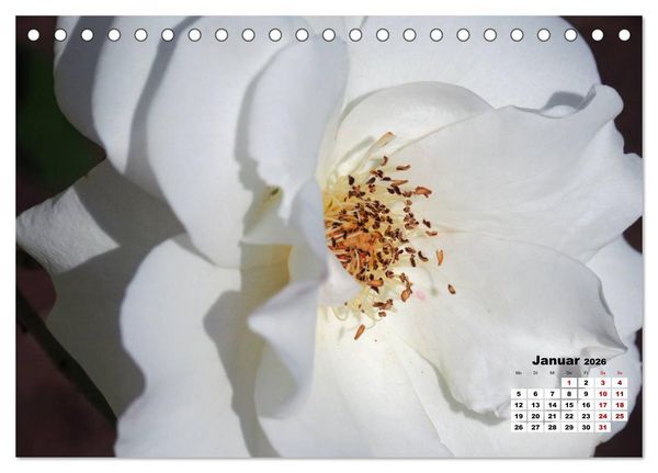 Produktbild: Rosen, die K&ouml;nigin der Blumen (Tischkalender 2026 DIN A5 quer), CALVENDO Monatskalender