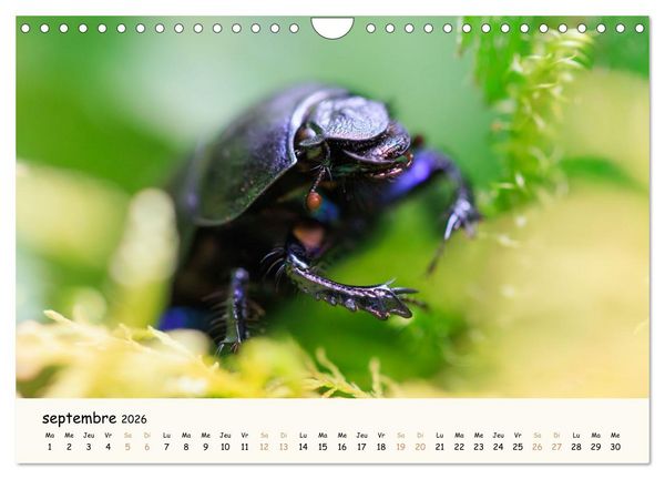 Produktbild: Nos amis les insectes (Calendrier mural 2026 DIN A4 vertical), CALVENDO calendrier mensuel