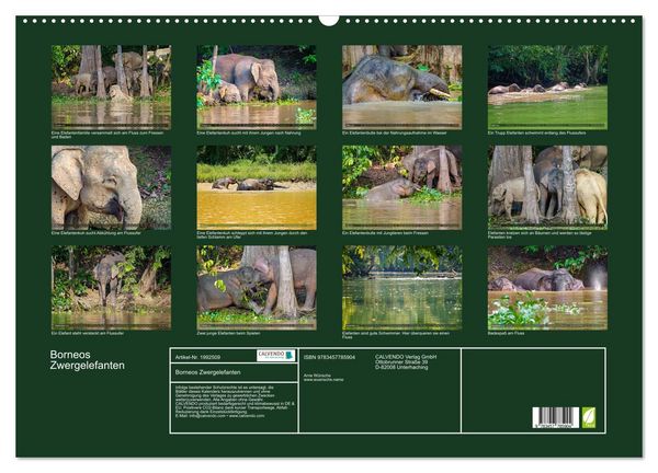Produktbild: Borneos Zwergelefanten (Wandkalender 2026 DIN A2 quer), CALVENDO Monatskalender