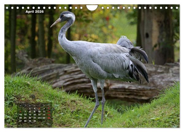 Produktbild: Gl&uuml;cksbringer (Wandkalender 2026 DIN A4 quer), CALVENDO Monatskalender