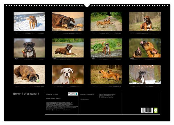 Produktbild: Boxer ? Was sonst ! (Wandkalender 2026 DIN A2 quer), CALVENDO Monatskalender