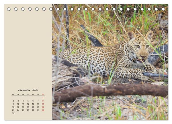 Produktbild: Leoparden. Geschmeidig, kr&auml;ftig und klug (Tischkalender 2026 DIN A5 quer), CALVENDO Monatskalender