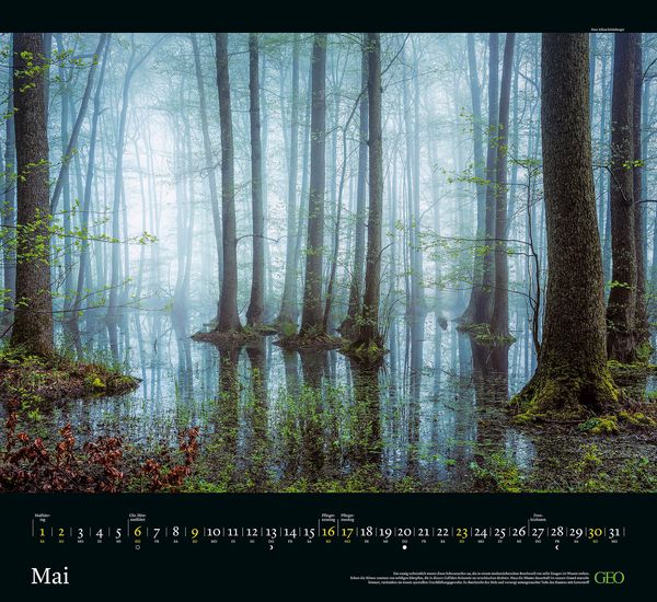 Produktbild: GEO Kalender: Sehnsucht Wald 2027