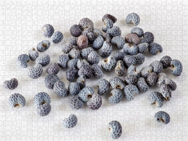 Produktbild: CALVENDO Puzzle Blaumohn | 1000 Teile Lege-Gr&ouml;&szlig;e 64x48cm Foto-Puzzle f&uuml;r gl&uuml;ckliche Stunden