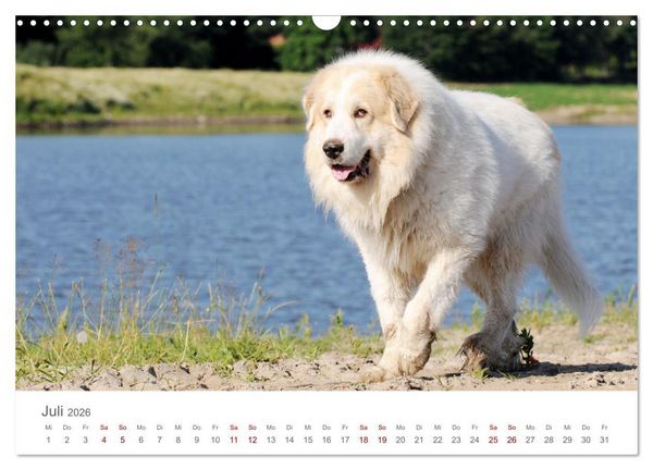 Produktbild: Pyren&auml;enberghunde (Wandkalender 2026 DIN A3 quer), CALVENDO Monatskalender