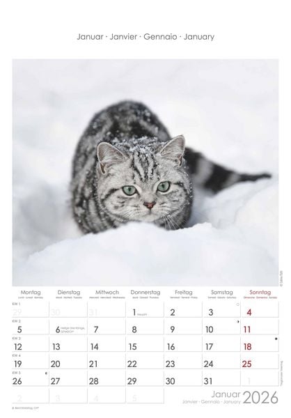 Katzen 2026 - Bildkalender 23,7x34 cm - Kalender mit Platz für Notizen - mit vielen Zusatzinformationen - Cats - Wandkalender - Alpha Edition