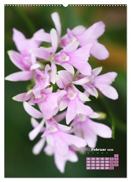 Produktbild: Traumhafte Orchideen (hochwertiger Premium Wandkalender 2026 DIN A2 hoch), Kunstdruck in Hochglanz
