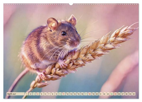 Produktbild: Niedliche Feldm&auml;use in Pastellfarben (hochwertiger Premium Wandkalender 2027 DIN A2 quer), Kunstdruck in Hochglanz