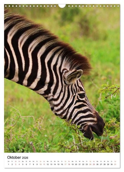 Produktbild: S&Uuml;DAFRIKA Wild-Tiere im Addo Elephant Park (Wandkalender 2026 DIN A3 hoch), CALVENDO Monatskalender