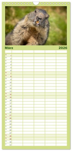 Produktbild: Familienplaner 2026 - Alpenmurmeltiere - Stars vor der Kamera mit 5 Spalten (Wandkalender, 21 x 45 cm) CALVENDO