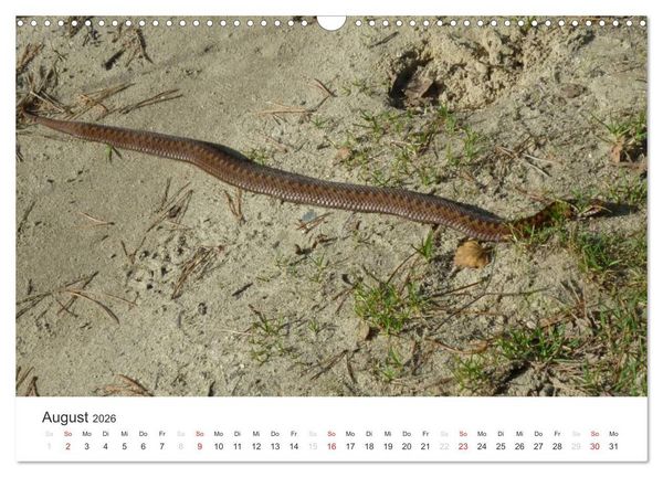 Produktbild: Das Leben der Reptilien (Wandkalender 2026 DIN A3 quer), CALVENDO Monatskalender