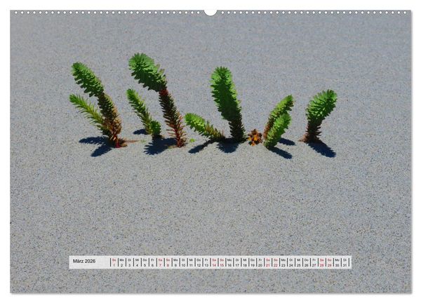 Produktbild: organische Strukturen Abstrakte Formen der Natur (Wandkalender 2026 DIN A2 quer), CALVENDO Monatskalender