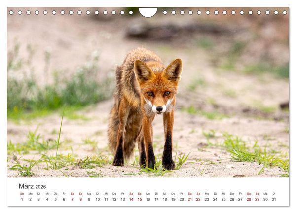 Produktbild: Litauen - Eine unvergessliche Reise ins Baltikum. (Wandkalender 2026 DIN A4 quer), CALVENDO Monatskalender