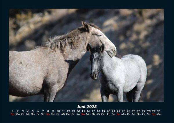 Produktbild: Die Welt der Pferde 2025 Fotokalender DIN A4