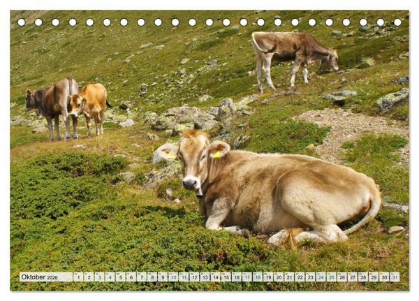 Produktbild: K&uuml;he im Einklang mit der Natur (Tischkalender 2026 DIN A5 quer), CALVENDO Monatskalender