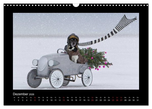 Produktbild: Jack Russell Terrier.....Ein Verwandlungsk&uuml;nstler namens Jake (Wandkalender 2026 DIN A3 quer), CALVENDO Monatskalender