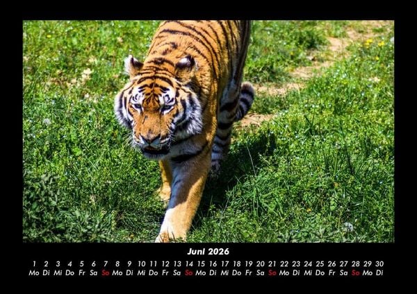 Produktbild: Tiger 2026 Fotokalender DIN A3