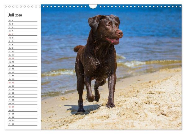 Produktbild: Labrador Retriever - Freunde f&uuml;r&acute;s Leben (Wandkalender 2026 DIN A3 quer), CALVENDO Monatskalender