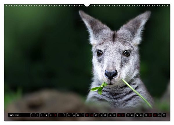 Produktbild: Wild Animals - Wilde Tiere (hochwertiger Premium Wandkalender 2026 DIN A2 quer), Kunstdruck in Hochglanz