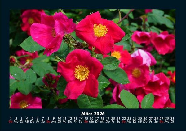 Produktbild: Blumentr&auml;ume 2026 Fotokalender DIN A4