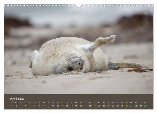 Produktbild: Robben auf der Helgol&auml;nder D&uuml;ne (Wandkalender 2026 DIN A3 quer), CALVENDO Monatskalender