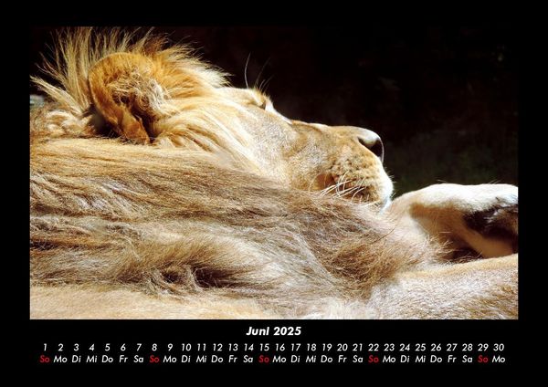 Produktbild: L&ouml;wen in der Wildnis 2025 Fotokalender DIN A3