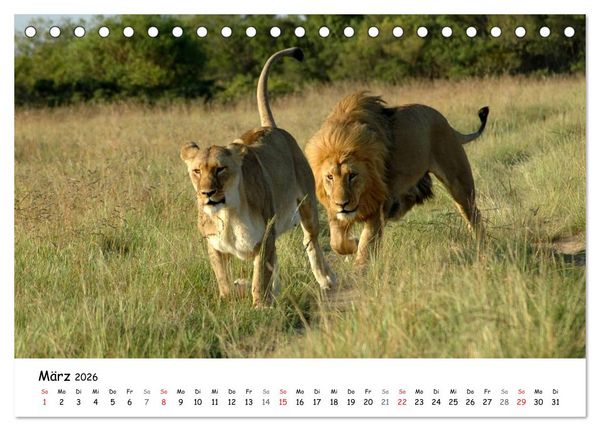 Produktbild: L&ouml;wen Impressionen (Tischkalender 2026 DIN A5 quer), CALVENDO Monatskalender