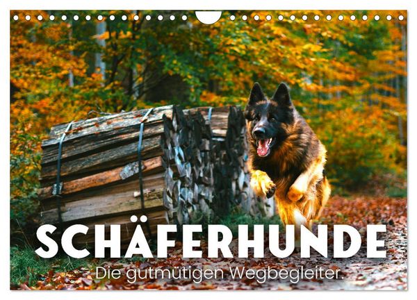 Produktbild: Sch&auml;ferhunde - Die gutm&uuml;tigen Wegbegleiter. (Wandkalender 2026 DIN A4 quer), CALVENDO Monatskalender