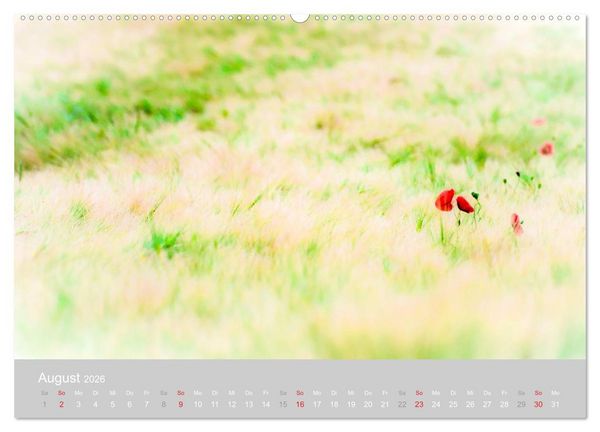 Produktbild: Zauber des Mohns (Wandkalender 2026 DIN A2 quer), CALVENDO Monatskalender