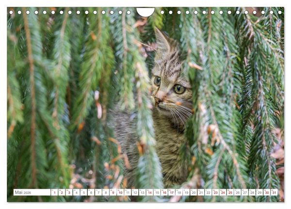 Produktbild: Wildkatzen - die anmutigsten Raubiere in Europa. (Wandkalender 2026 DIN A4 quer), CALVENDO Monatskalender