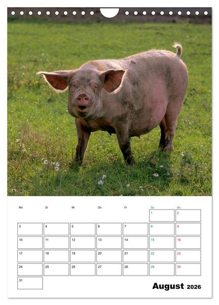Produktbild: Schweine 2026 (Wandkalender 2026 DIN A4 hoch), CALVENDO Monatskalender