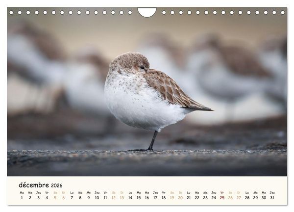 Produktbild: Chuchotements d'ailes - Une ann&eacute;e dans l'intimit&eacute; des oiseaux (Calendrier mural 2026 DIN A4 vertical), CALVENDO calendrier mensuel
