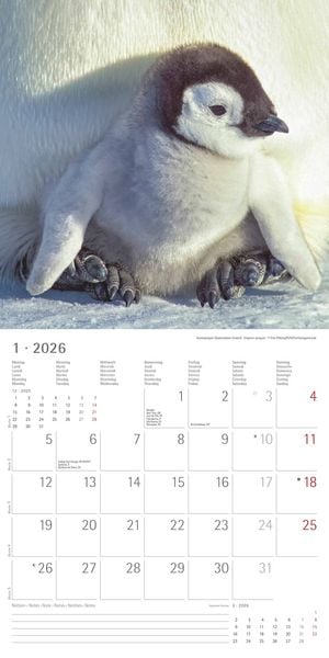 Produktbild: Tierbabys 2026 - Broschürenkalender 30x30 cm (30x60 geöffnet) - Kalender mit Platz für Notizen - Baby Animals - Bildkalender - Wandplaner - Alpha Edit