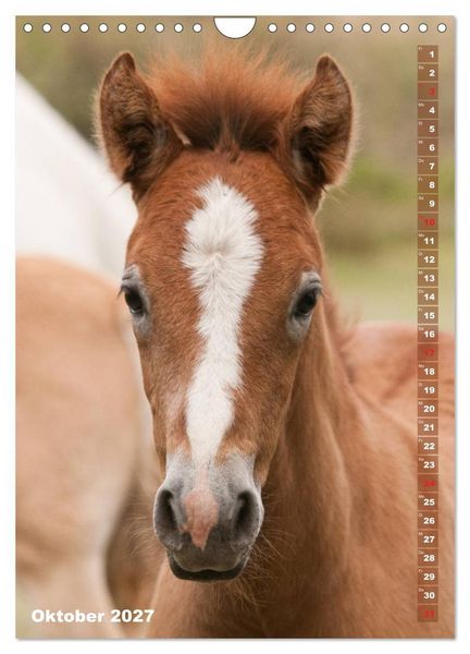 Produktbild: Fohlen im Portr&auml;t (Wandkalender 2027 DIN A4 hoch), CALVENDO Monatskalender