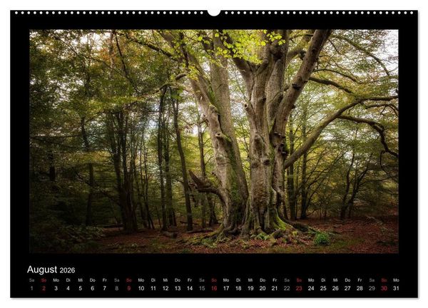 Produktbild: M&auml;rchenhafter Reinhardswald und Urwald Sababurg (hochwertiger Premium Wandkalender 2026 DIN A2 quer), Kunstdruck in Hochglanz