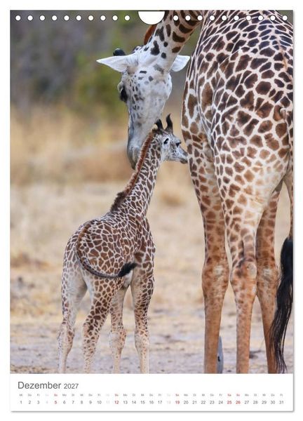 Produktbild: Magie des Augenblicks - Giraffen - Riesen der Savanne (Wandkalender 2027 DIN A4 hoch), CALVENDO Monatskalender