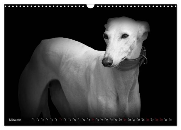 Produktbild: Galgo Espa&ntilde;ol - der spanische Windhund 2027 (Wandkalender 2027 DIN A3 quer), CALVENDO Monatskalender