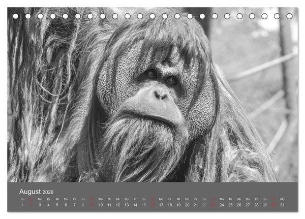 Produktbild: Tierische Augenblicke in Schwarz-Wei&szlig; (Tischkalender 2026 DIN A5 quer), CALVENDO Monatskalender