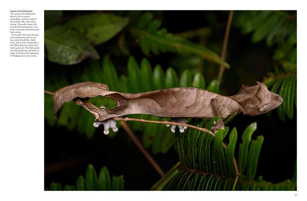Produktbild: Crocodiles, Alligators & Lizards