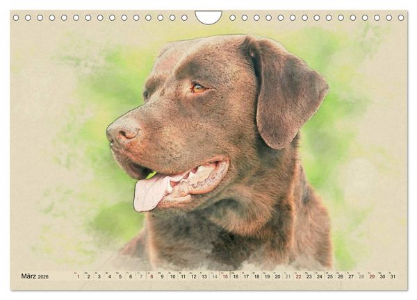 Produktbild: Labrador Retriever 2026 (Wandkalender 2026 DIN A4 quer), CALVENDO Monatskalender